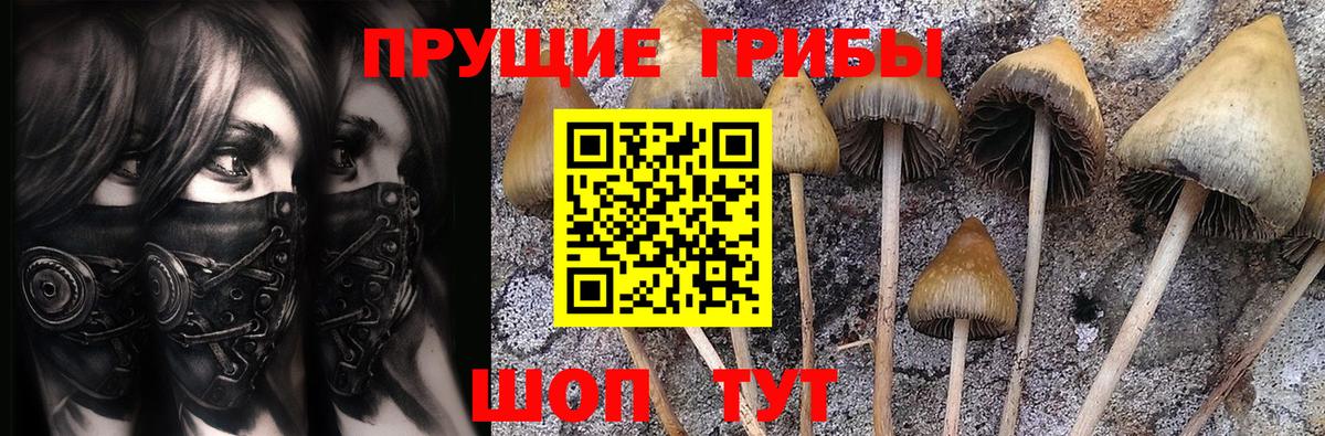 Саянск  Галлюциногенные грибы Psilocybe  закладки  Вход с VPN 